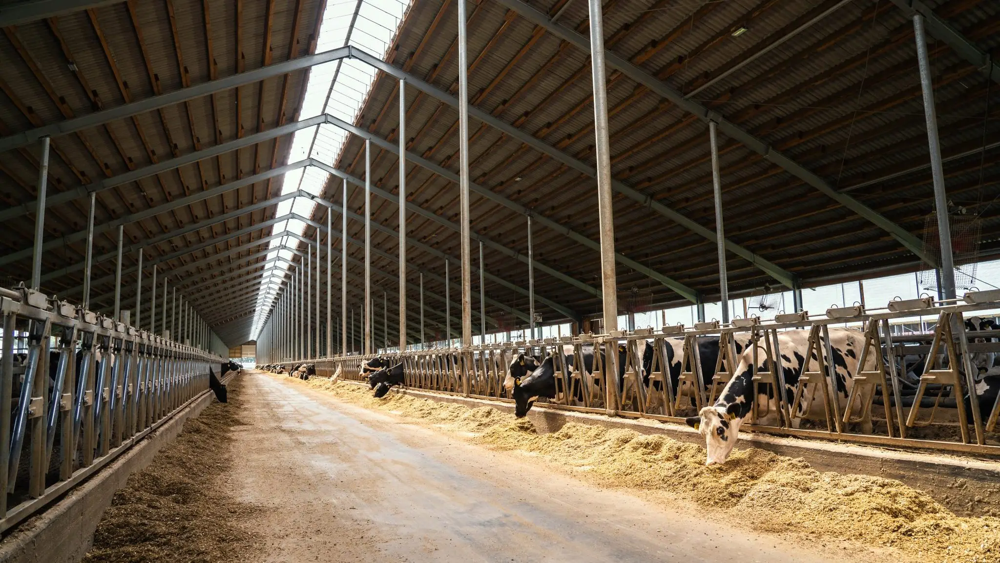 Dairy farm with milking cows in barn Industrial modern breeding cattle and milk products production